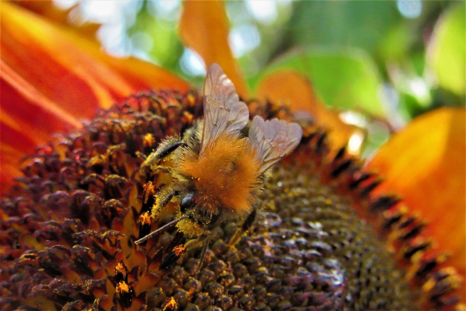 Canon PowerShot SX610 HS sample photo. Common carder bee, pollen photography