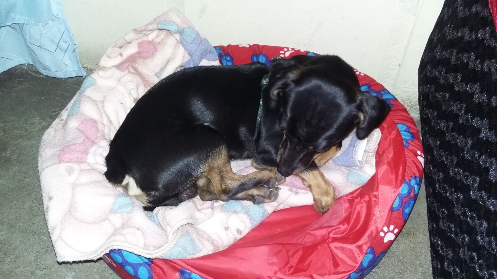 Samsung Galaxy Grand Prime sample photo. Animal, dog, friend photography