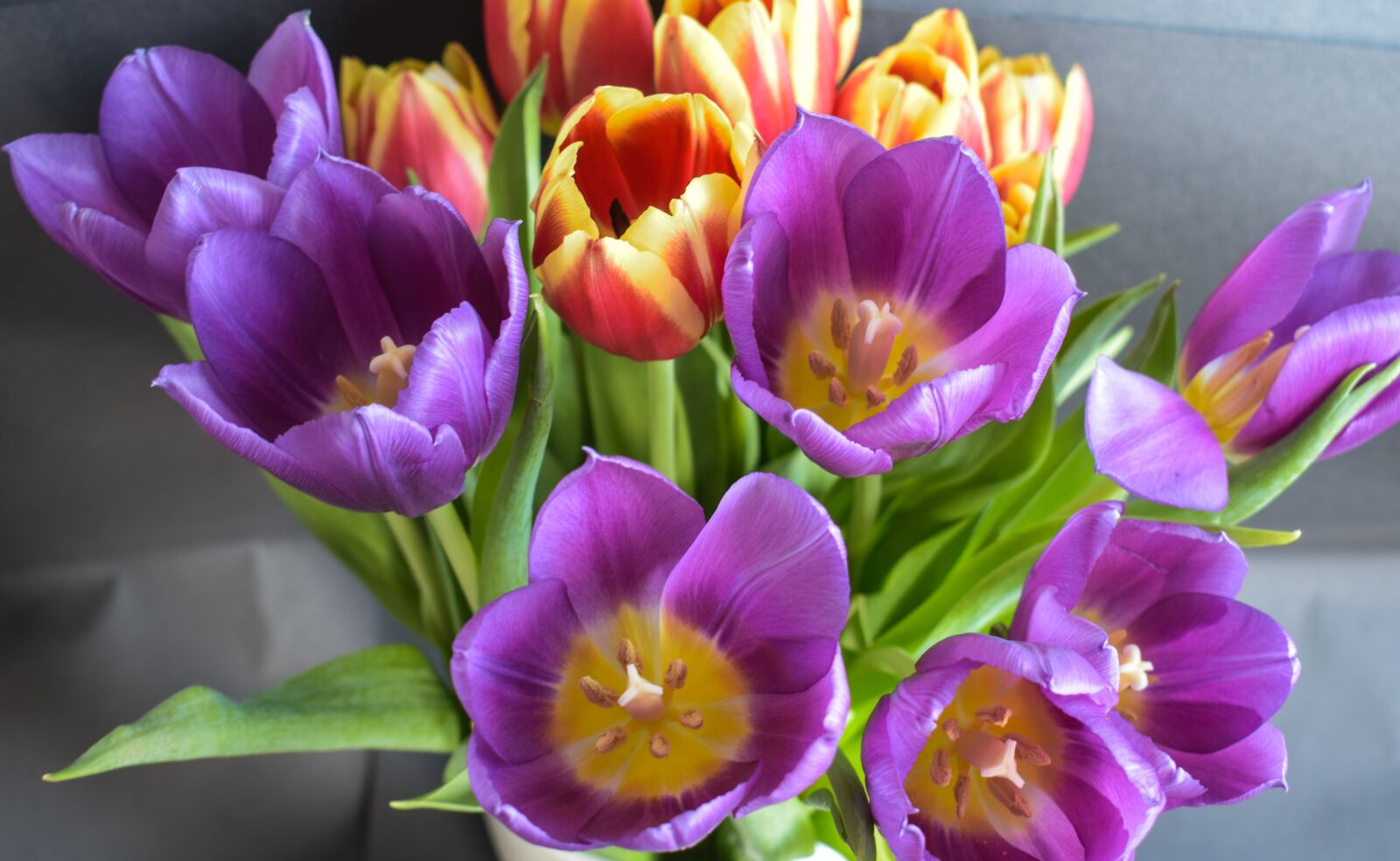 Nikon D5300 sample photo. Flowers, spring, tulip photography