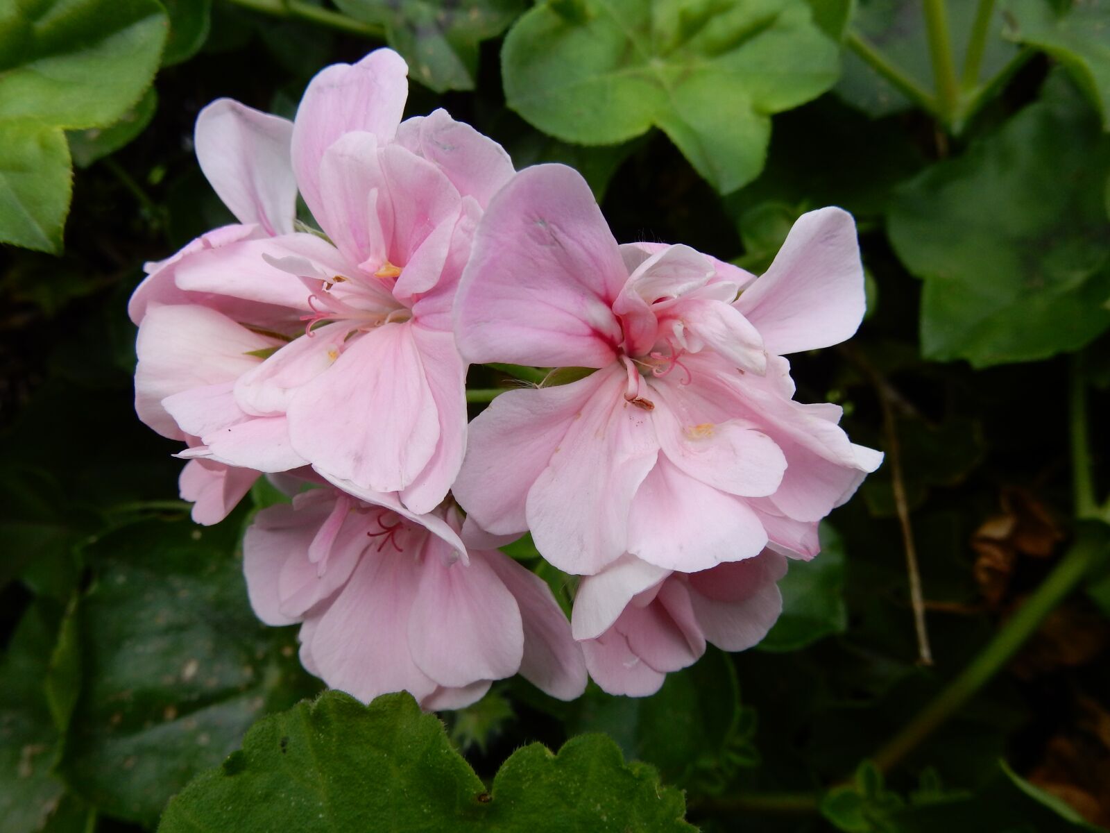 Nikon Coolpix S9900 sample photo. Geranium, plant, flower photography