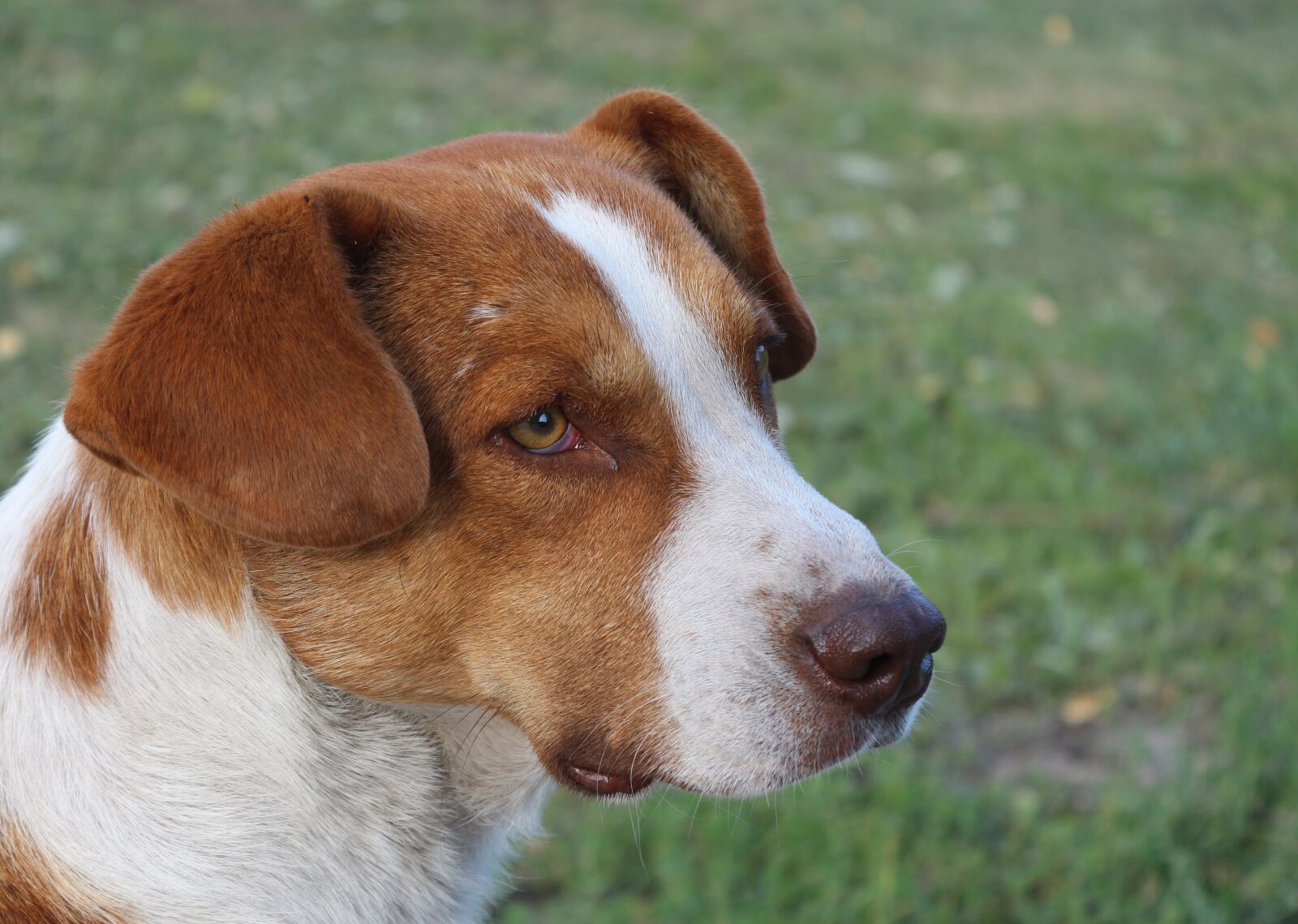 Canon EOS 650D (EOS Rebel T4i / EOS Kiss X6i) sample photo. Red dog, the dog photography