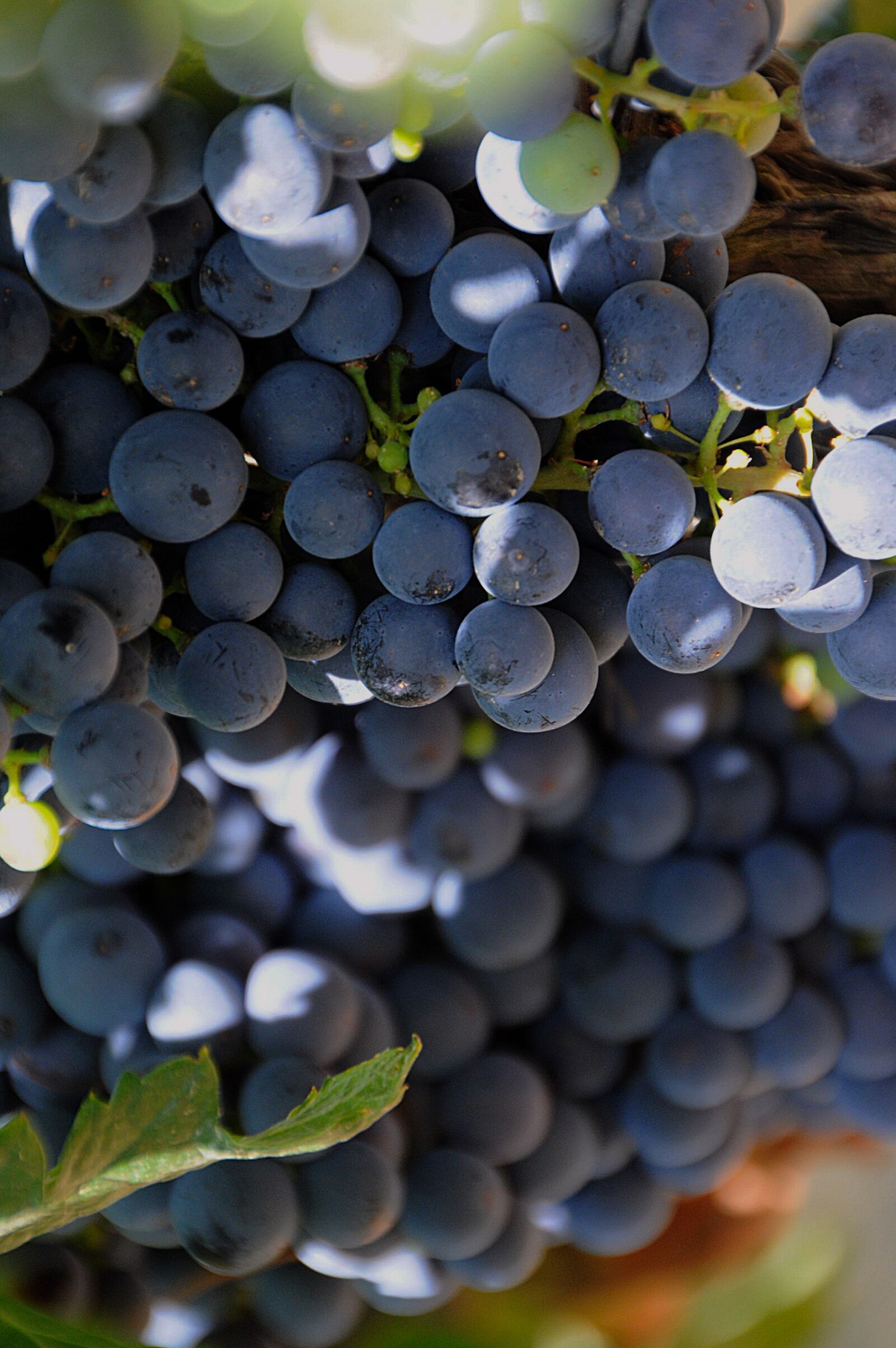 Nikon D3200 sample photo. Fruit, grape, ripe fruit photography