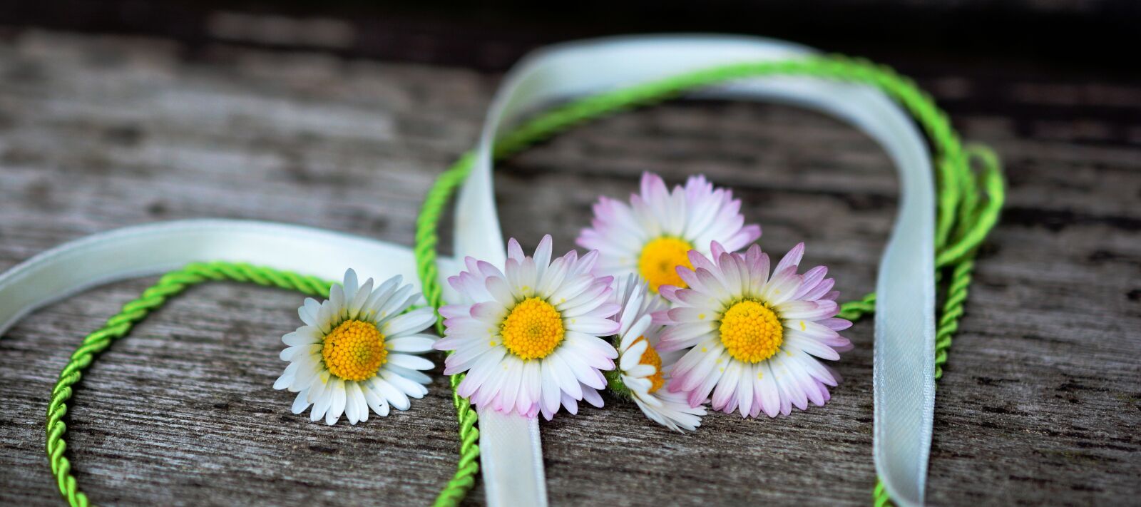 Nikon D5200 sample photo. Daisy, flowers, flower photography