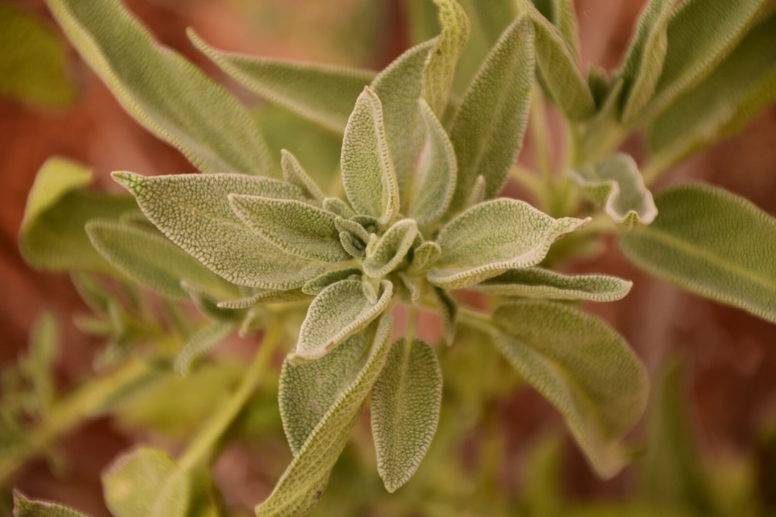 Nikon D3300 sample photo. Sage, leaves, herbs photography