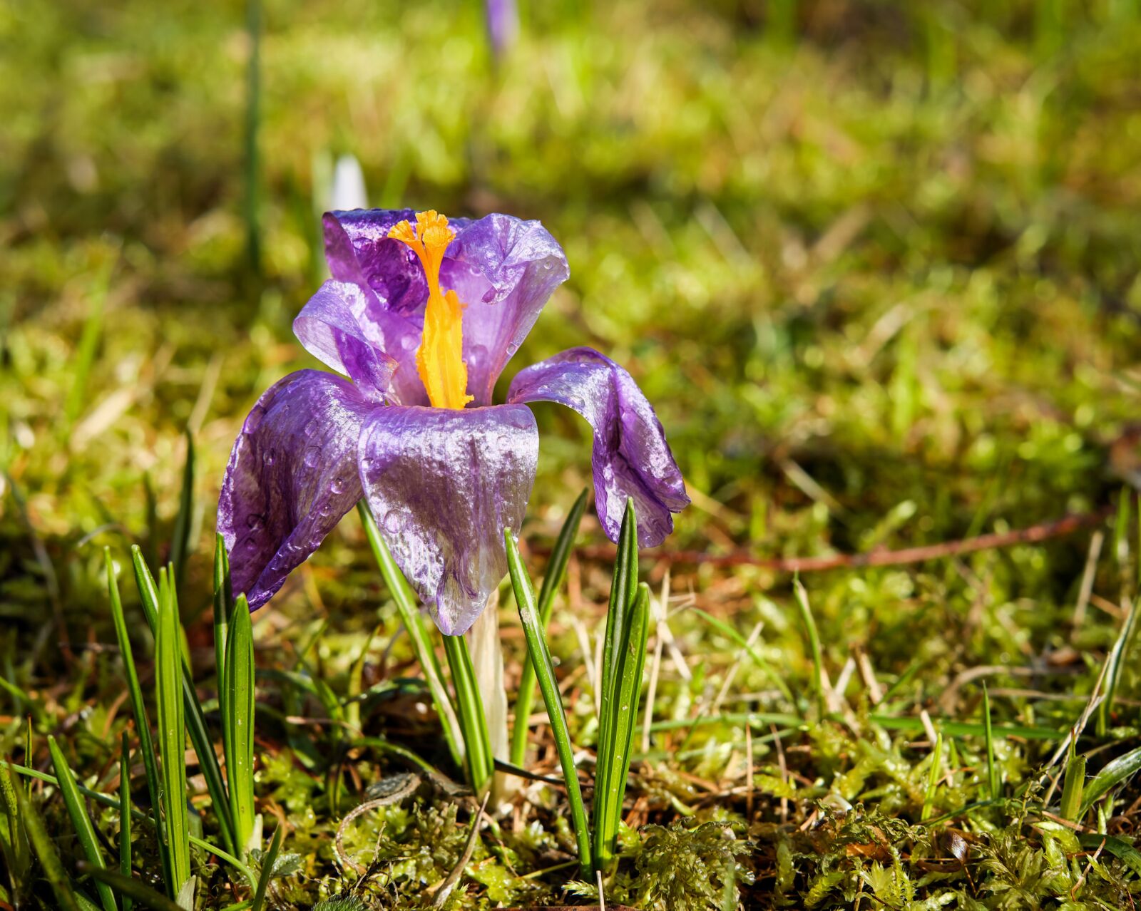 Fujifilm X-T10 + Fujifilm XF 35mm F1.4 R sample photo. Crocus, flower, bloom photography