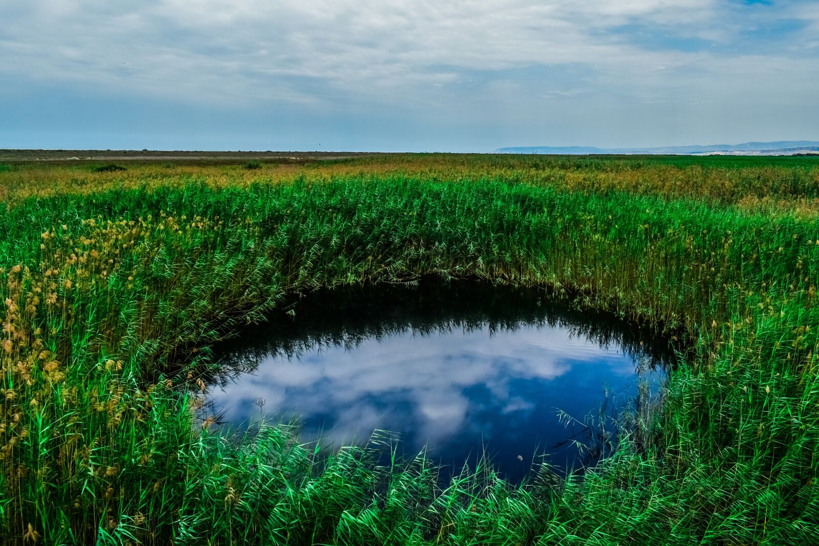 Nikon D3300 sample photo. Swamp, pond, reeds photography