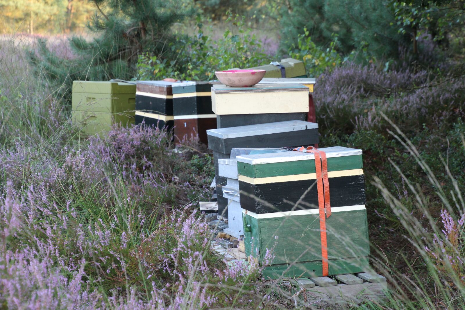Canon EOS 1200D (EOS Rebel T5 / EOS Kiss X70 / EOS Hi) sample photo. Beehive, netherlands, veluwe photography