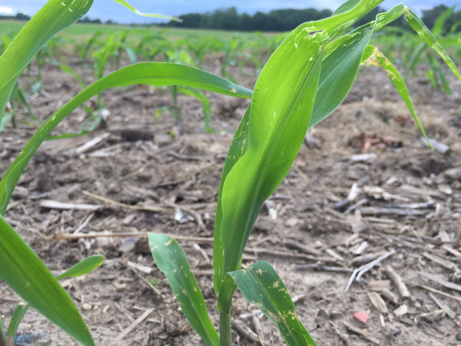 iPhone 6 back camera 4.15mm f/2.2 sample photo. Green, farm photography