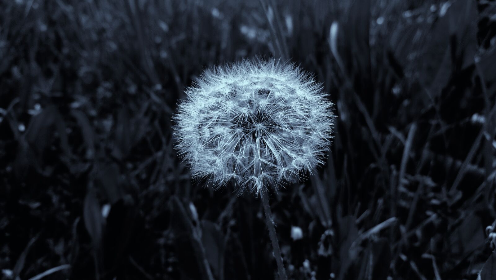 HUAWEI P9 sample photo. Dandelion, nature, fluffy photography