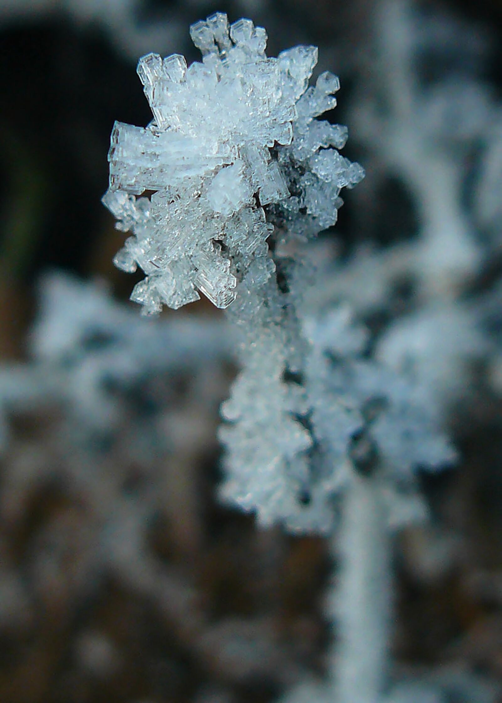 Panasonic DMC-FZ8 sample photo. Frost, winter, nature photography