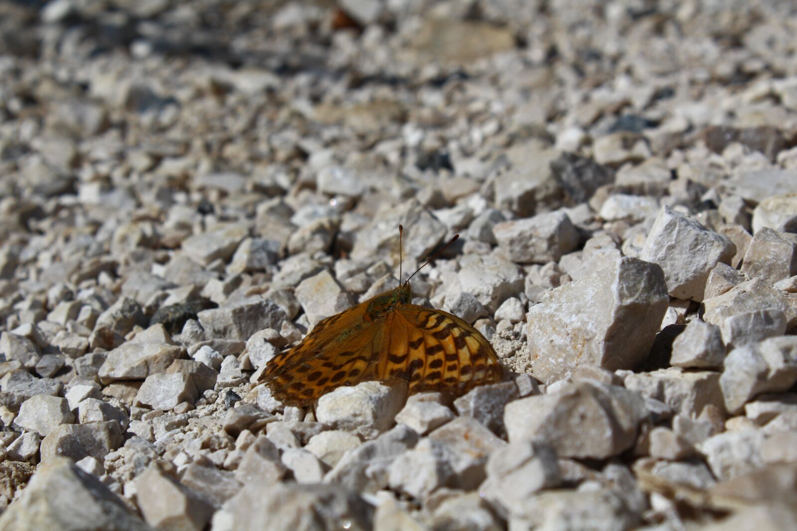 Canon EOS 600D (Rebel EOS T3i / EOS Kiss X5) sample photo. Butterfly, stones, nature photography