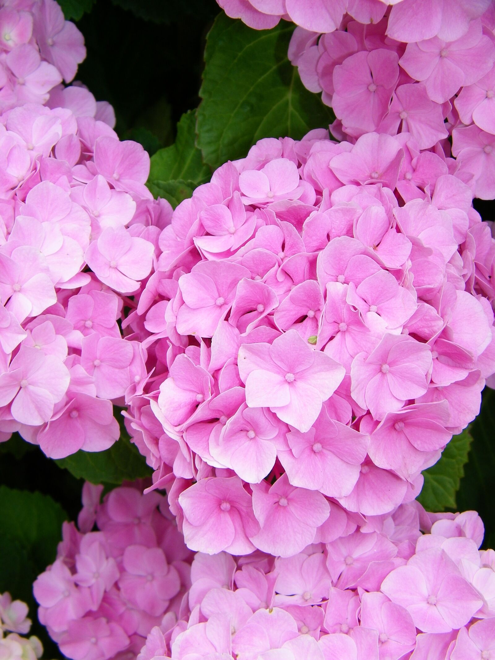 Kodak EASYSHARE Z1015 IS DIGITAL CAMERA sample photo. Flowers, hydrangea, pink photography