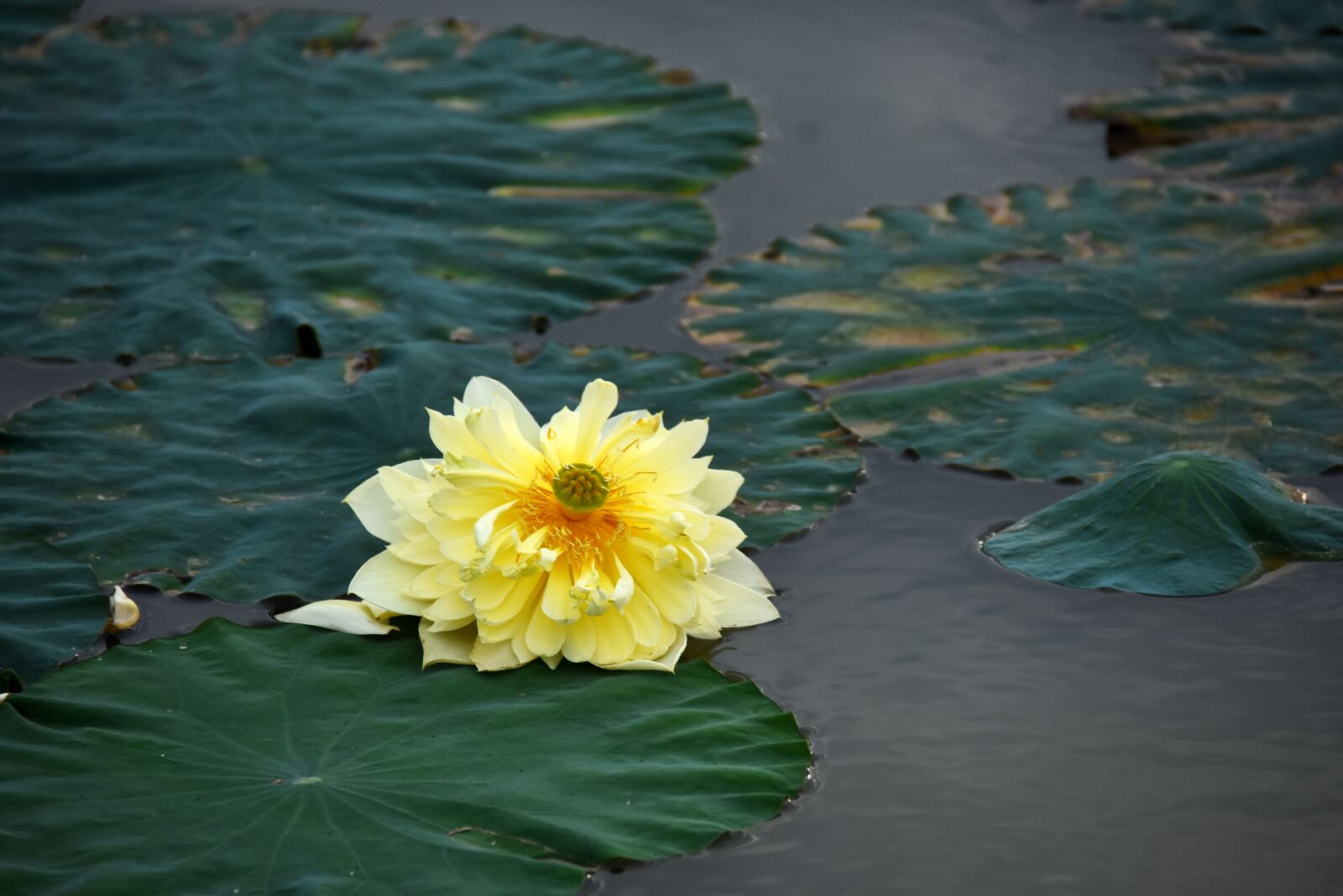 Nikon D7200 sample photo. Lotus flowers, blooming, water photography