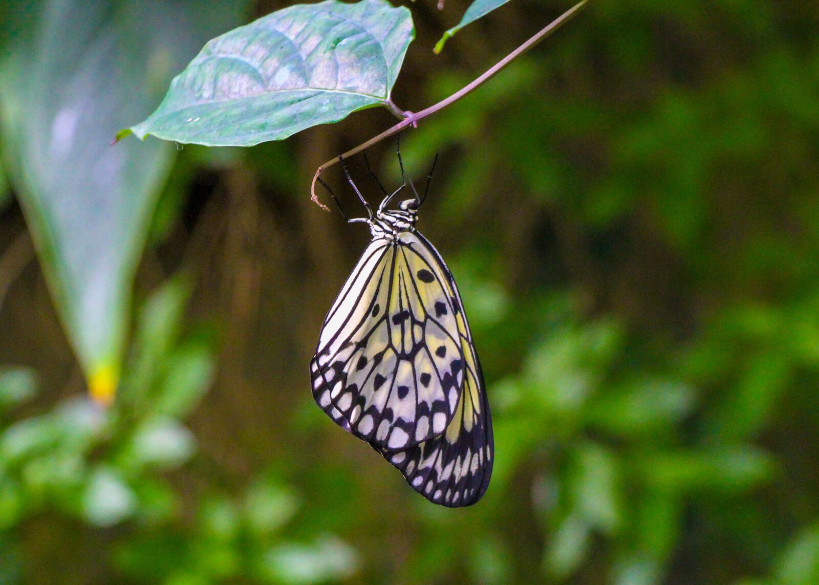 Canon EOS 650D (EOS Rebel T4i / EOS Kiss X6i) + Canon EF-S 18-135mm F3.5-5.6 IS STM sample photo. Butterfly, nature, insect photography