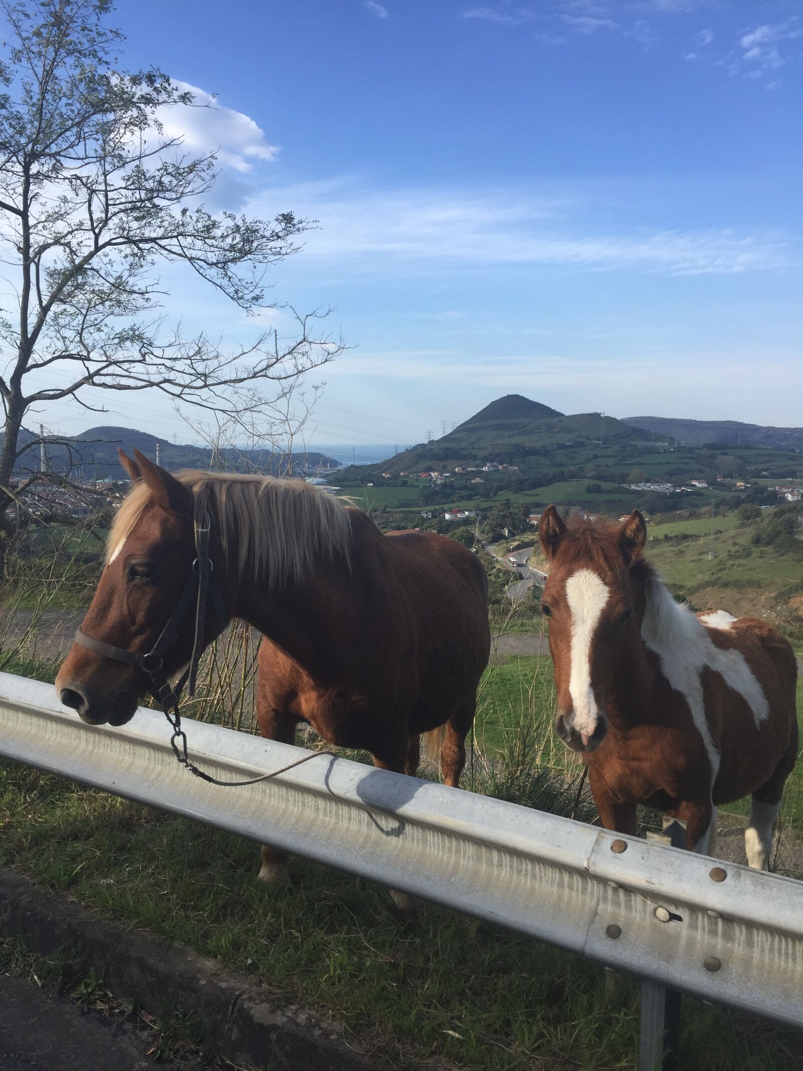 iPhone 6 back camera 4.15mm f/2.2 sample photo. Horses, campillo, landscapes photography
