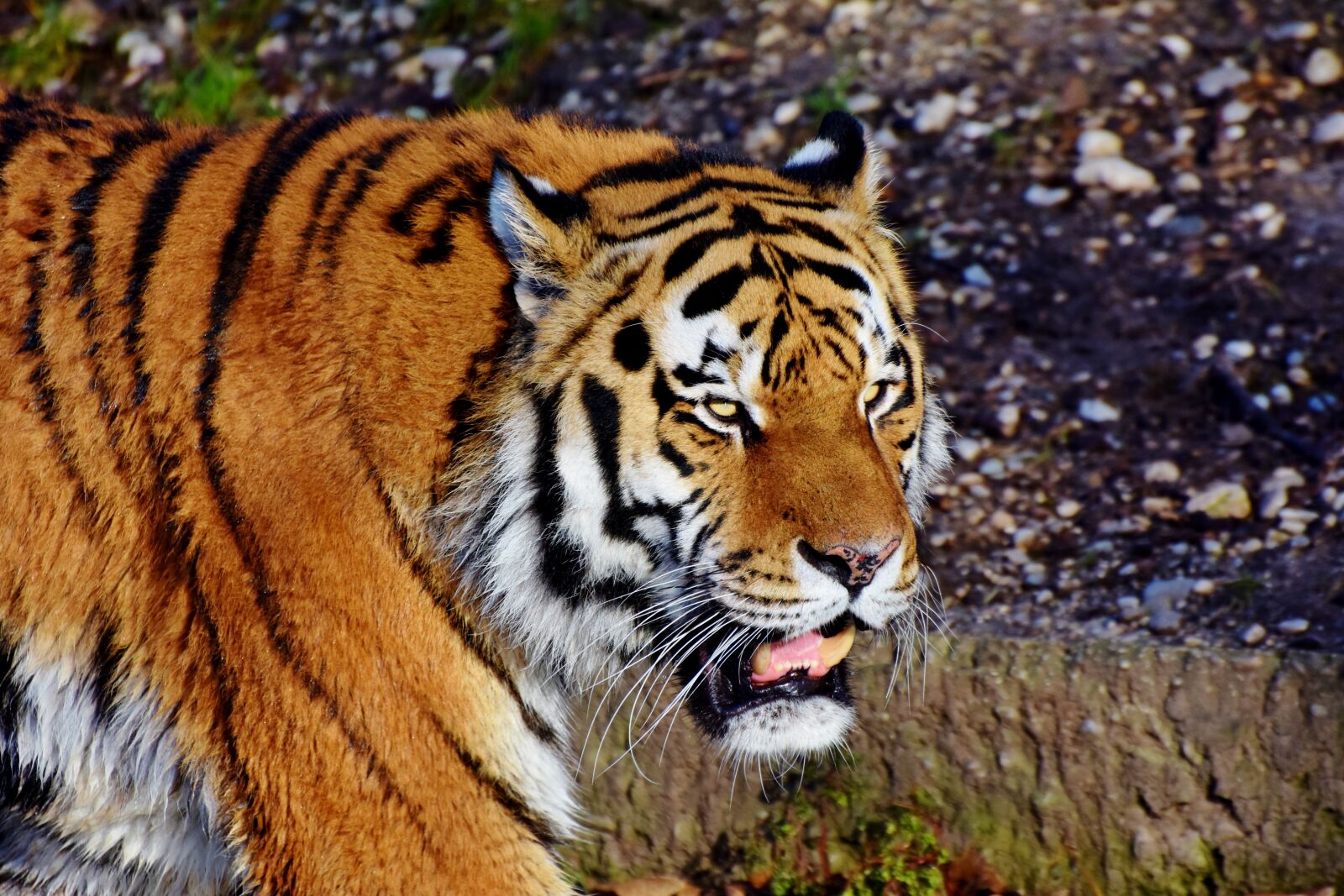 Nikon D7200 sample photo. Tiger, big cat, predator photography