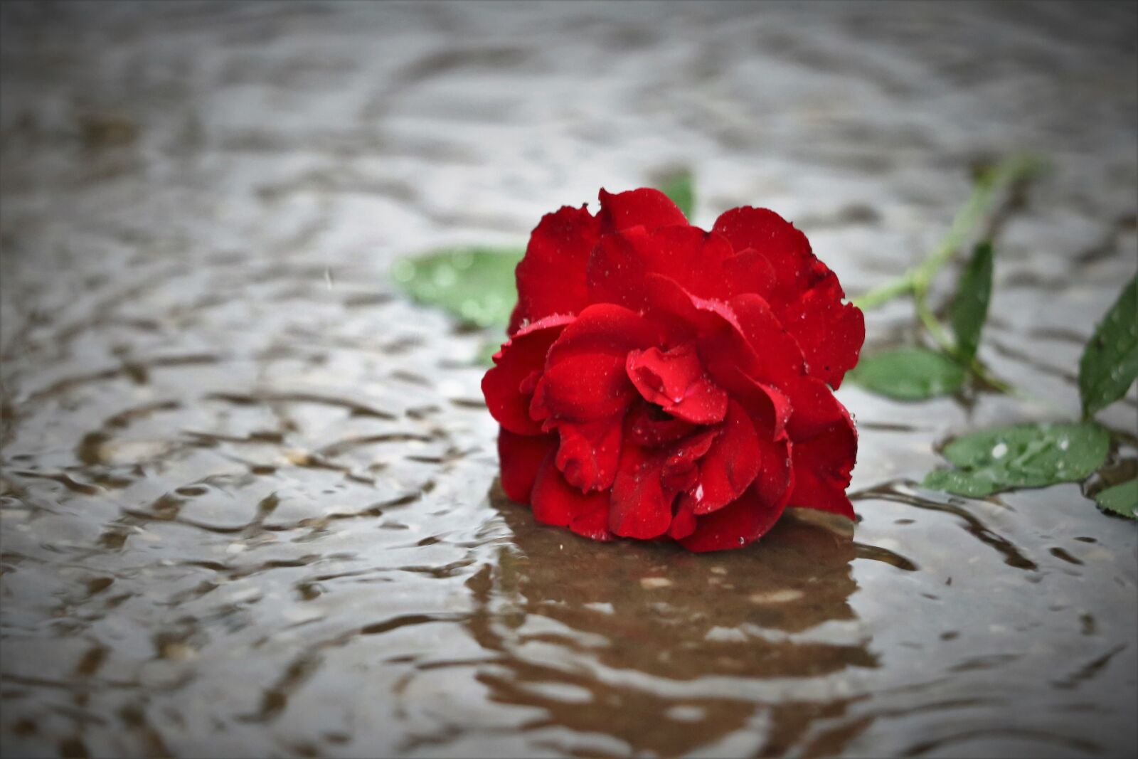 Canon EF 70-300 F4-5.6 IS II USM sample photo. Red rose in rain photography
