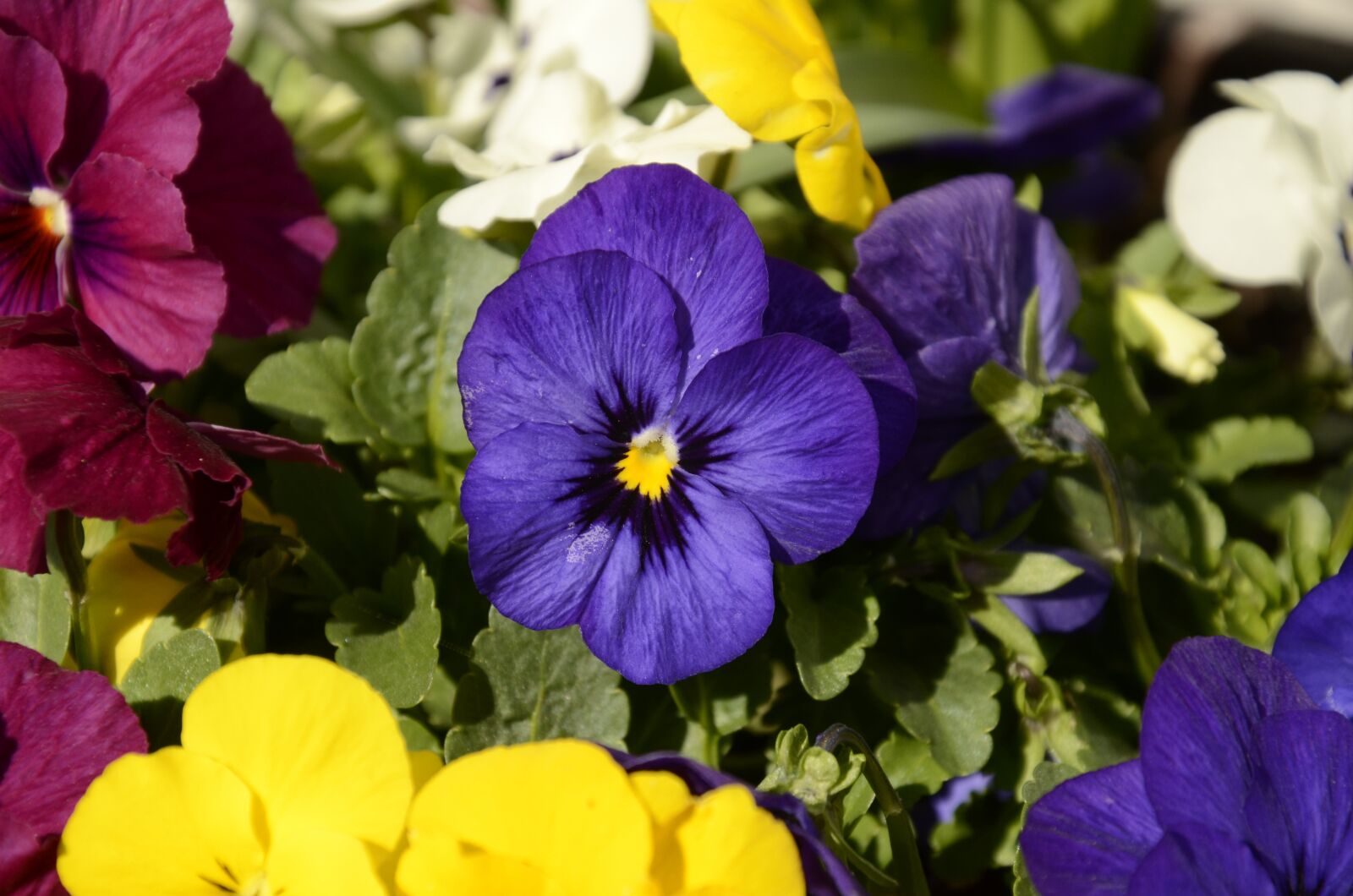 Nikon D7000 sample photo. Pansy, spring, violet photography
