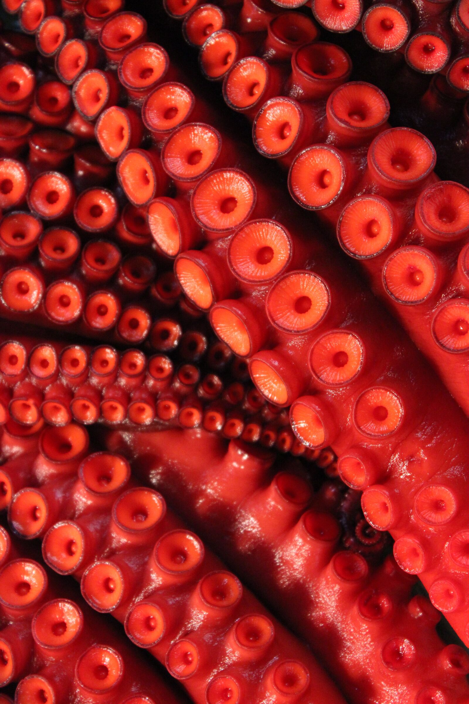 Canon EOS 600D (Rebel EOS T3i / EOS Kiss X5) sample photo. Octopus, tentacles, sucker photography