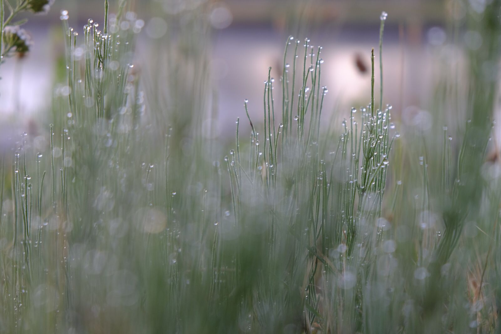 Fujifilm X-T20 sample photo. Morning, dew, dewdrop photography