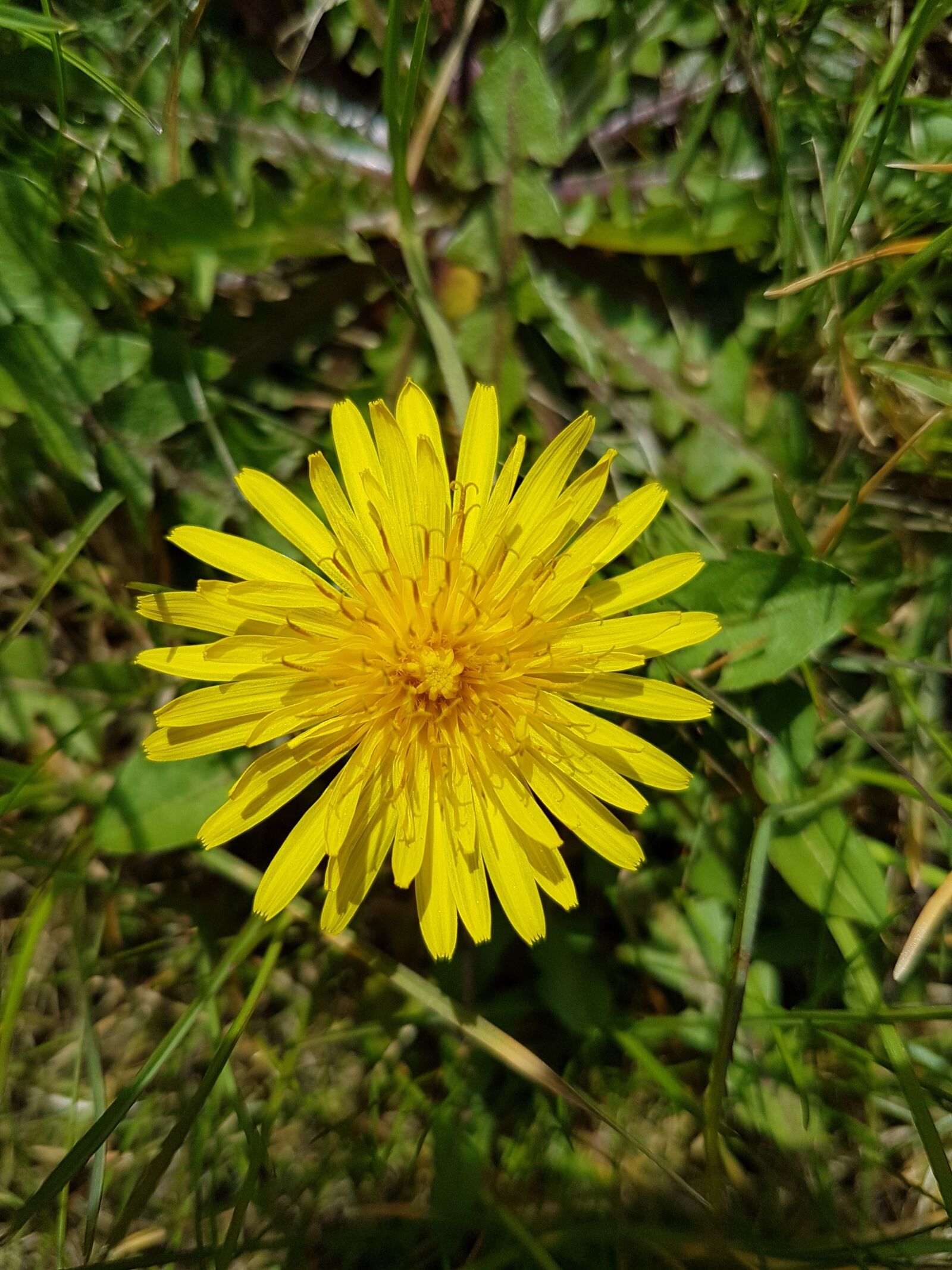 Samsung Galaxy S7 sample photo. Dandelion, blossom, bloom photography