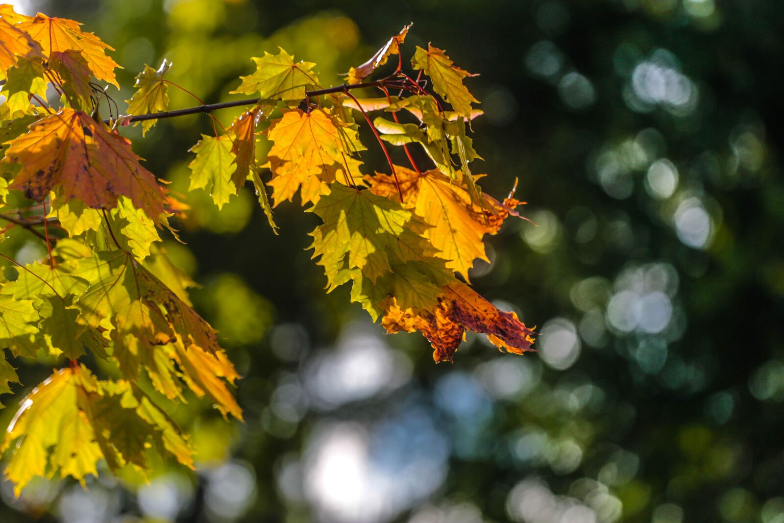 Canon EOS 6D + Canon EF 70-200mm F4L USM sample photo. Autumn, beauty, paint photography
