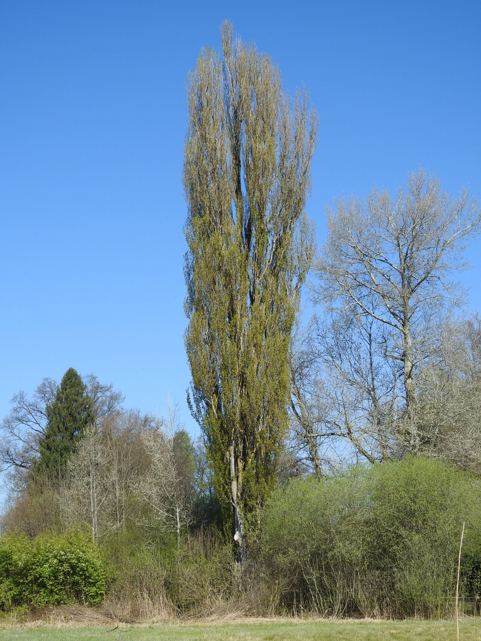 Nikon Coolpix P900 sample photo. Tree, nature, forest photography