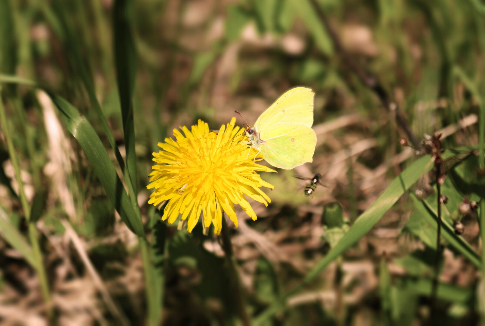 Canon EOS 77D (EOS 9000D / EOS 770D) sample photo. Brimstone butterfly, wasp, dandelion photography