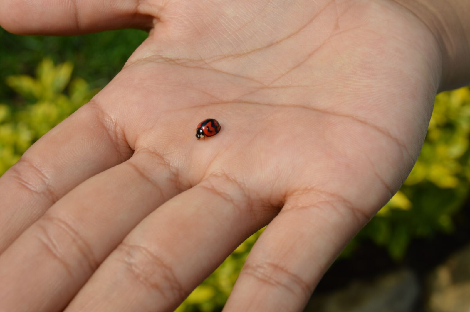 Nikon D3200 sample photo. Ladybug, animal in hand photography