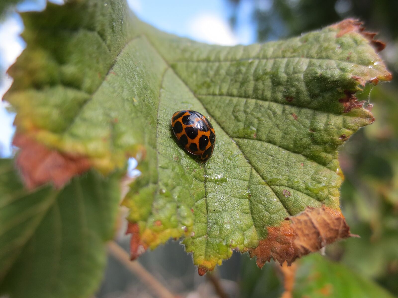 Canon IXUS 240 HS sample photo. Ladybird, ladybug, beetle photography