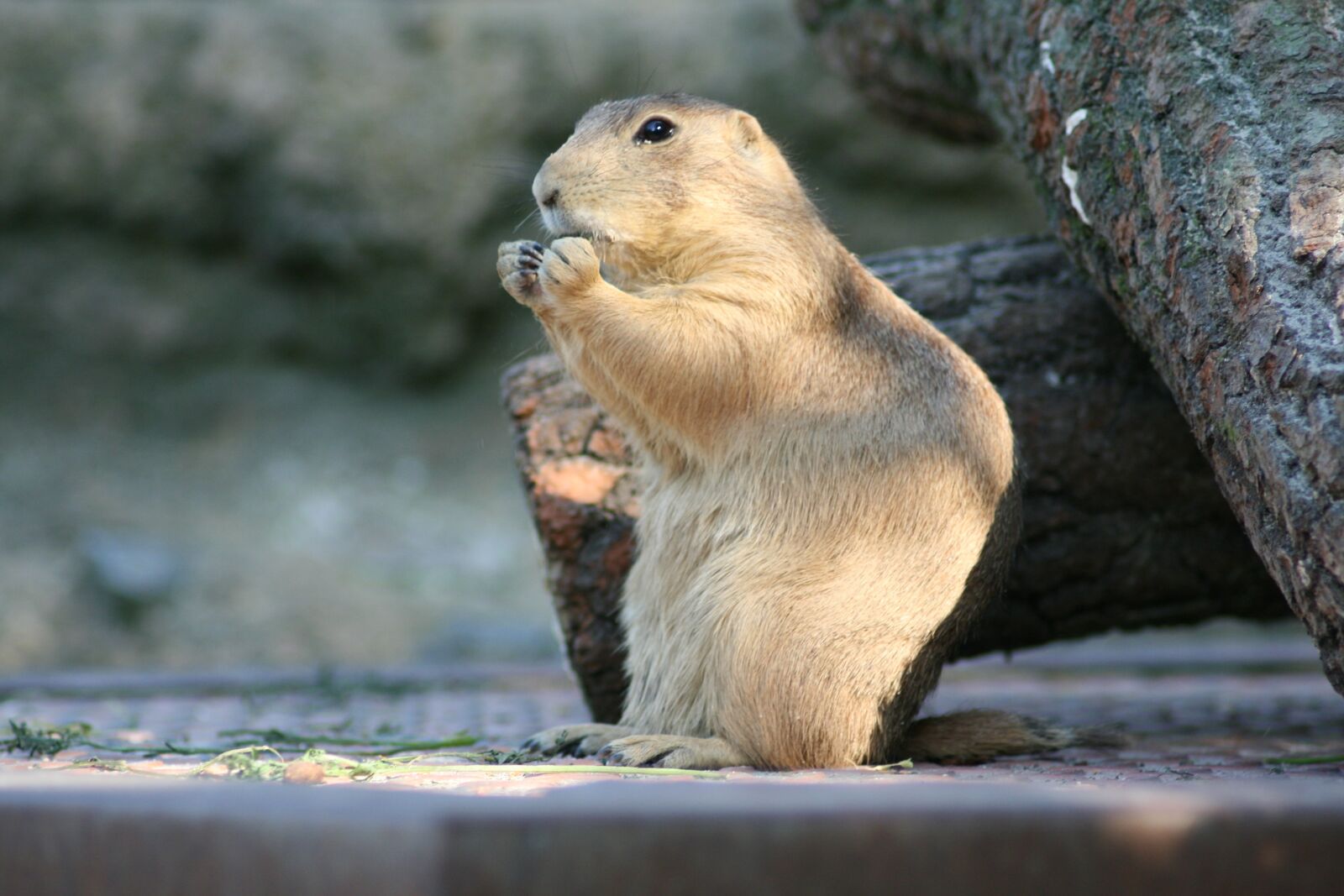 Canon EOS 400D (EOS Digital Rebel XTi / EOS Kiss Digital X) sample photo. Prairie dog, animals, nature photography