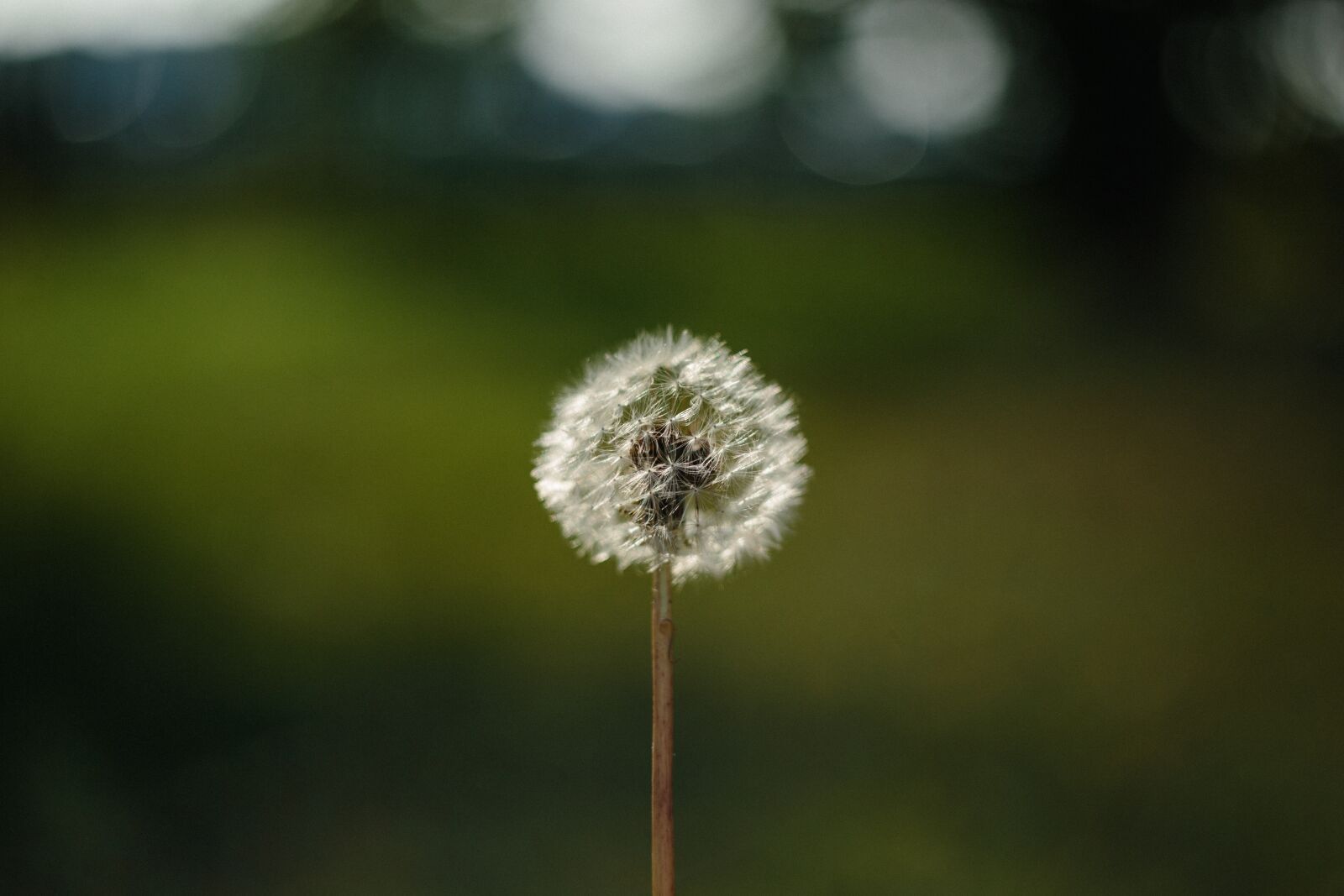 Canon EOS 6D sample photo. Nature, background, backgrounds photography