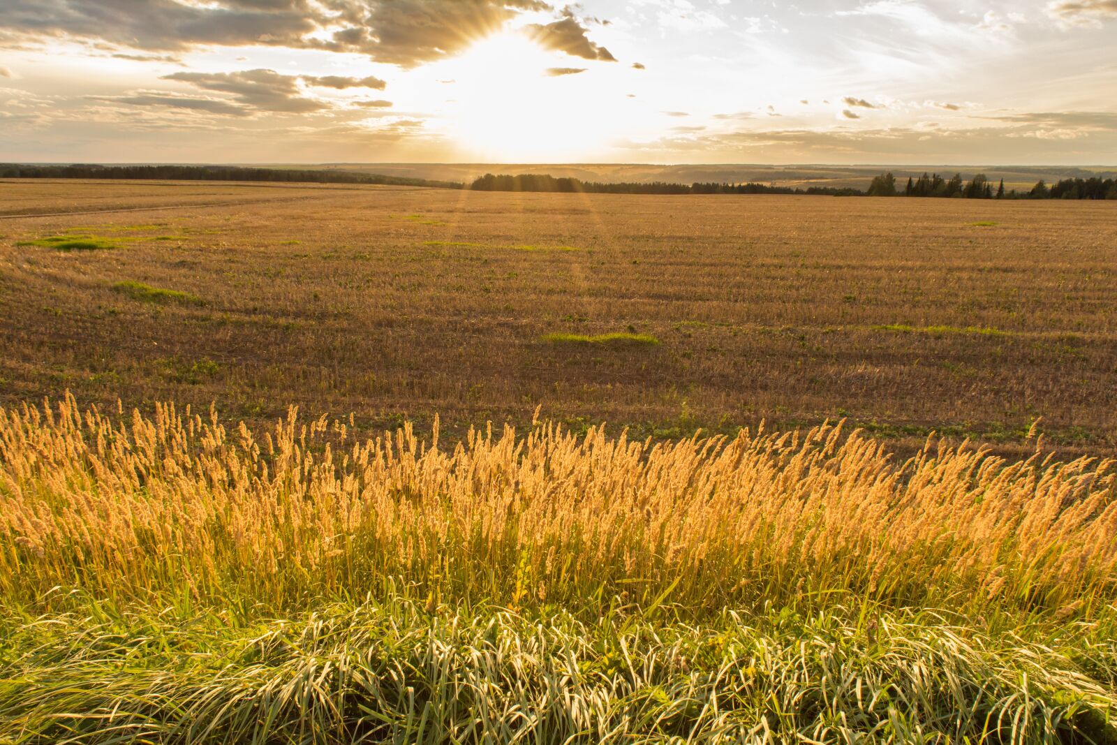 Nikon D5200 sample photo. Grass, sun, sunset photography