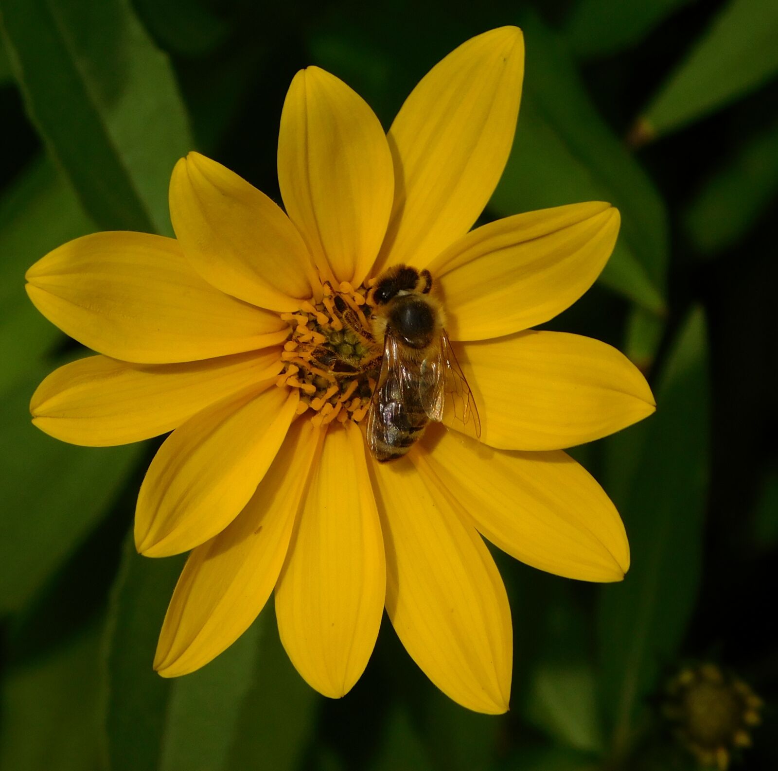 Nikon Coolpix L840 sample photo. Bee, bee on flower photography