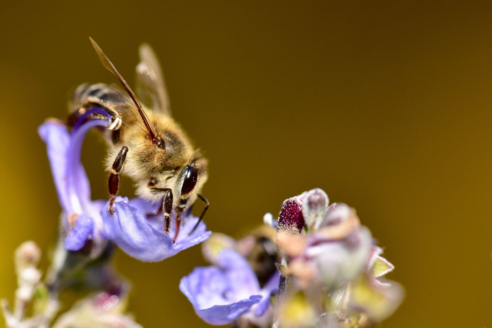 Nikon D750 sample photo. Bee, honeybee, pollen photography
