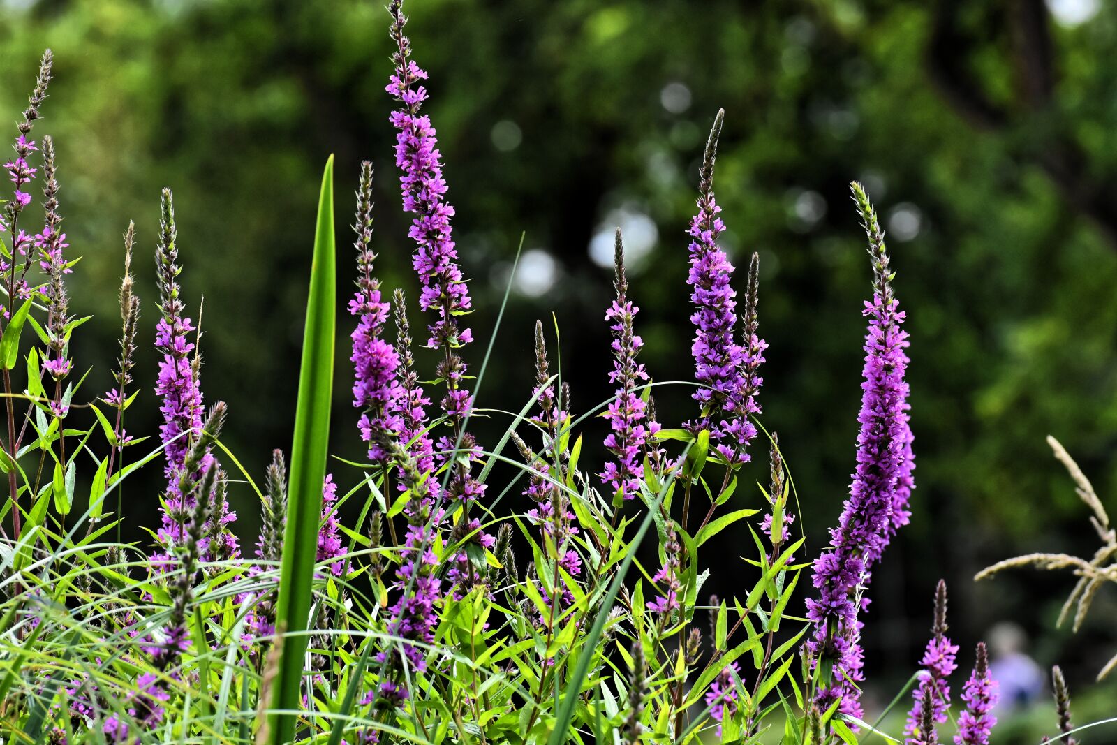 Nikon D7200 sample photo. Flowers, purple, plant photography