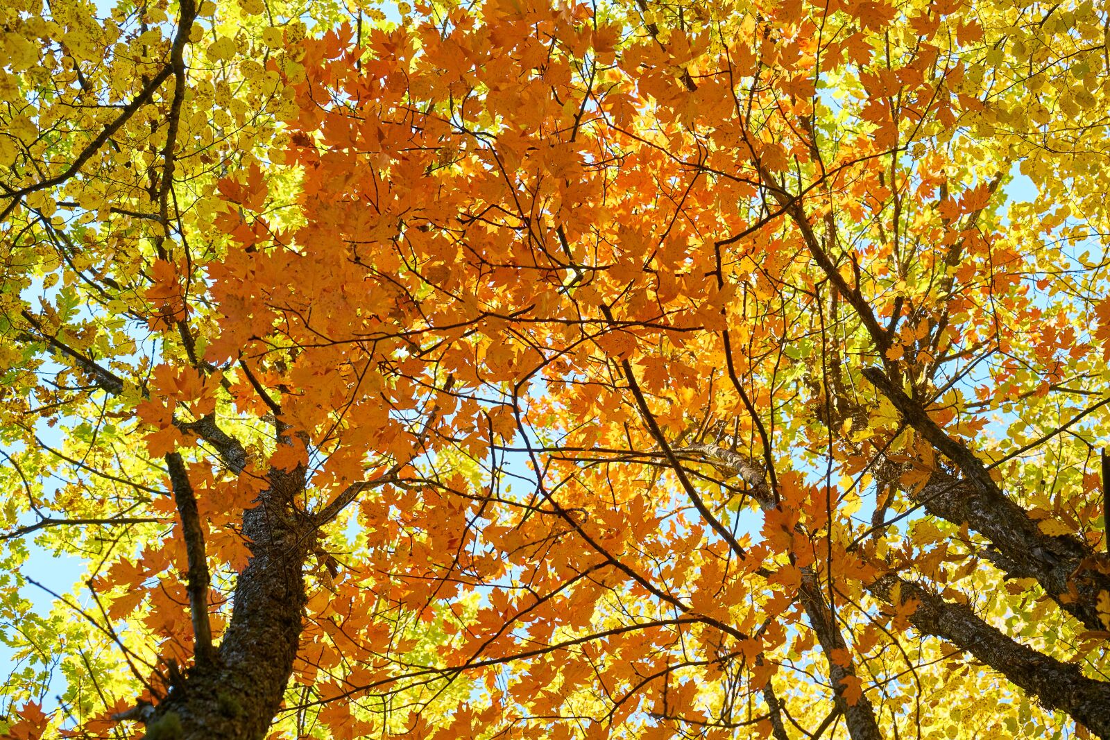Sony a7R II sample photo. Autumn, season, landscape photography