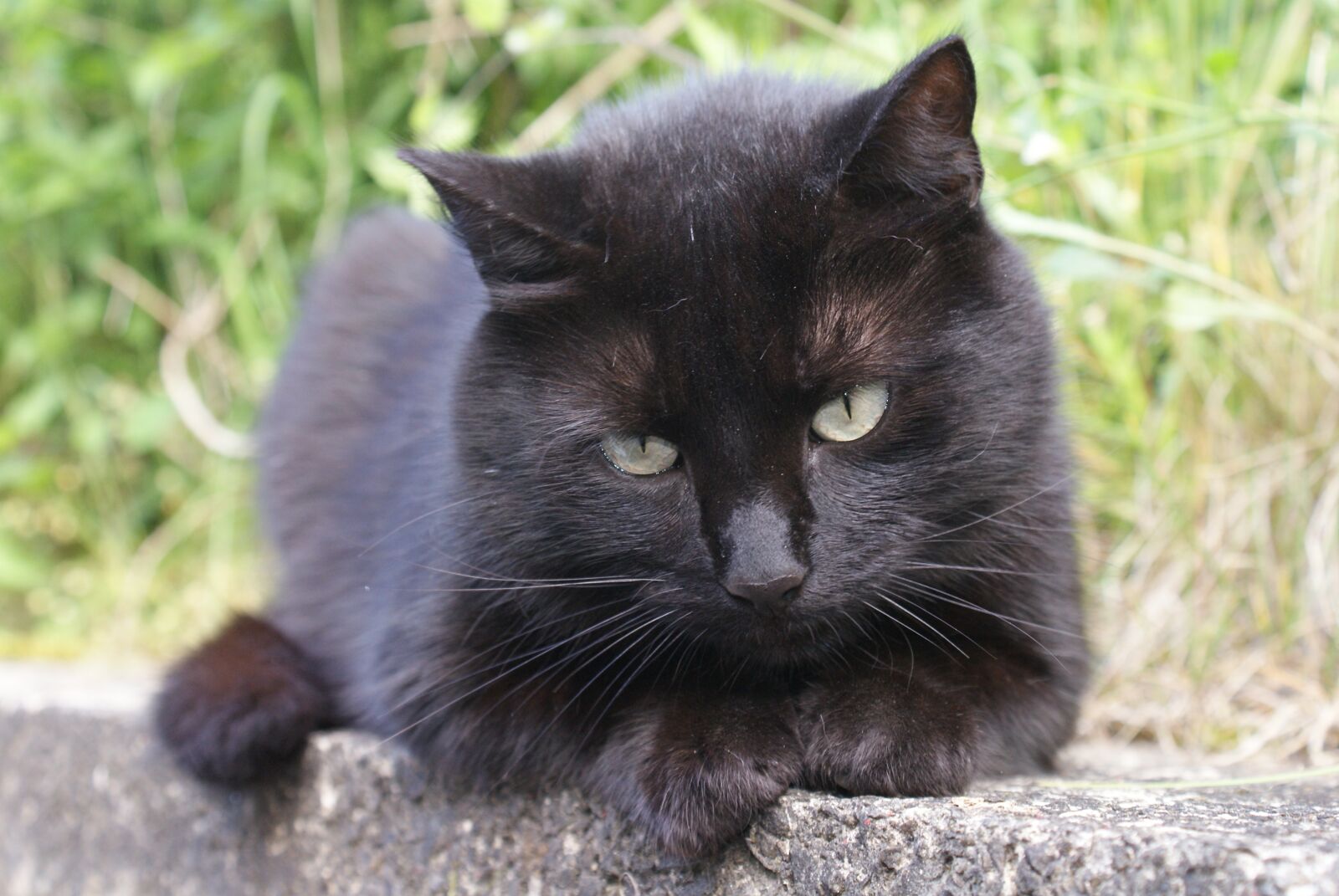 Sony Alpha DSLR-A200 sample photo. Cat, feline, animals photography