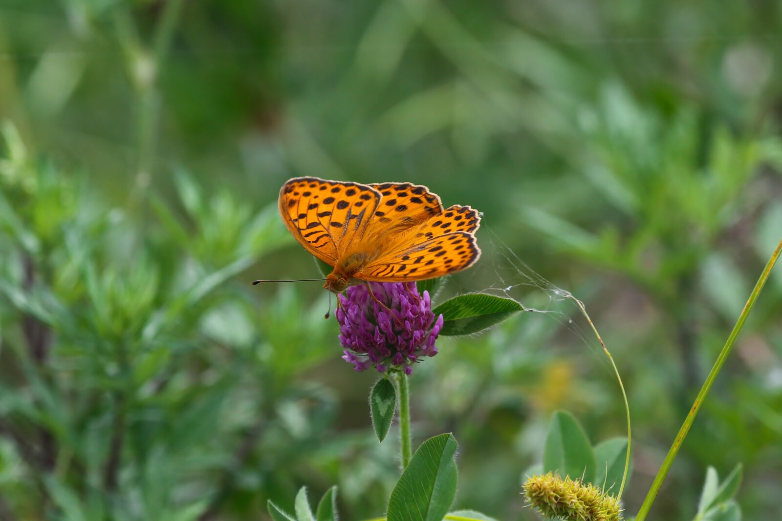 Canon EF 100-400mm F4.5-5.6L IS USM sample photo. Butterfly, insects, macro photography