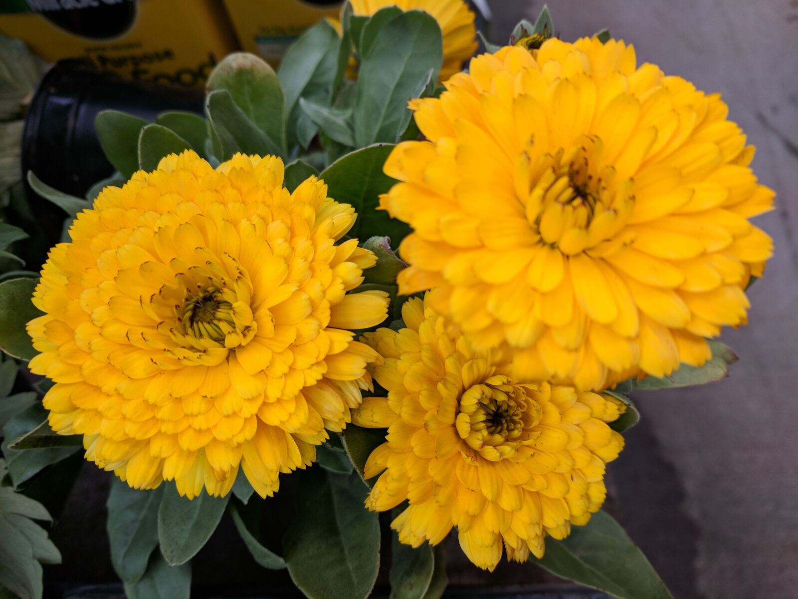 Google Pixel XL sample photo. Chrysanthemum, mum, flower photography