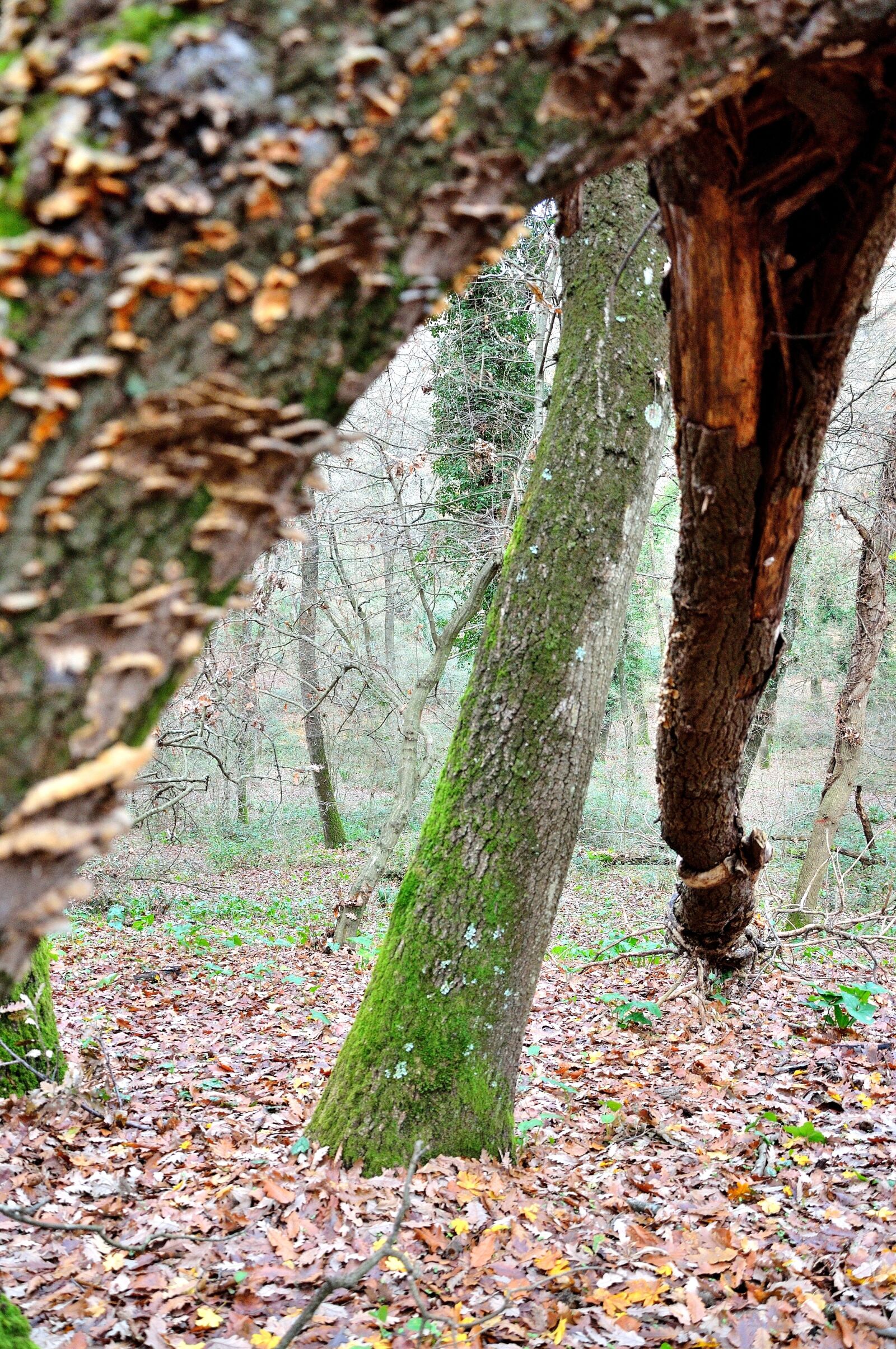 Nikon D90 sample photo. Forest, leaves, trees photography