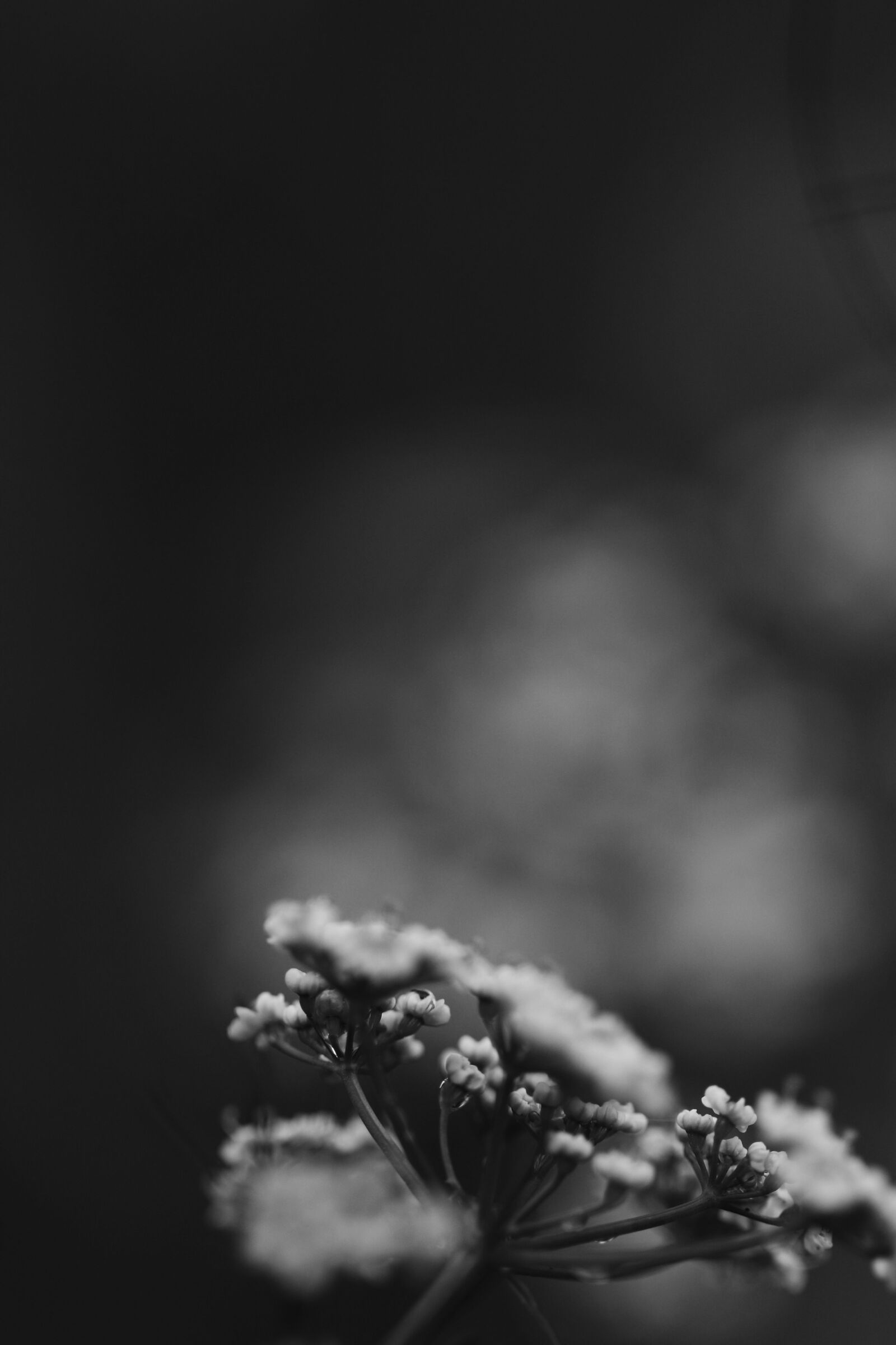 Canon EOS 7D Mark II sample photo. Flower, spring flowers, white photography