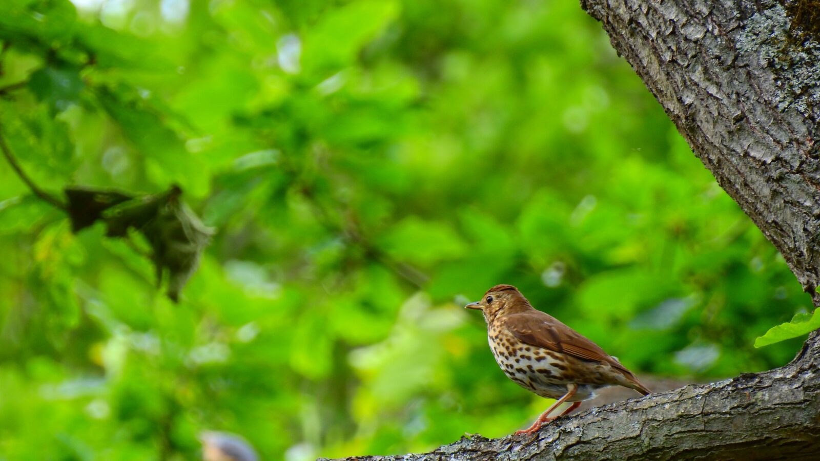 Nikon Coolpix P900 sample photo. Bird, nature, green photography