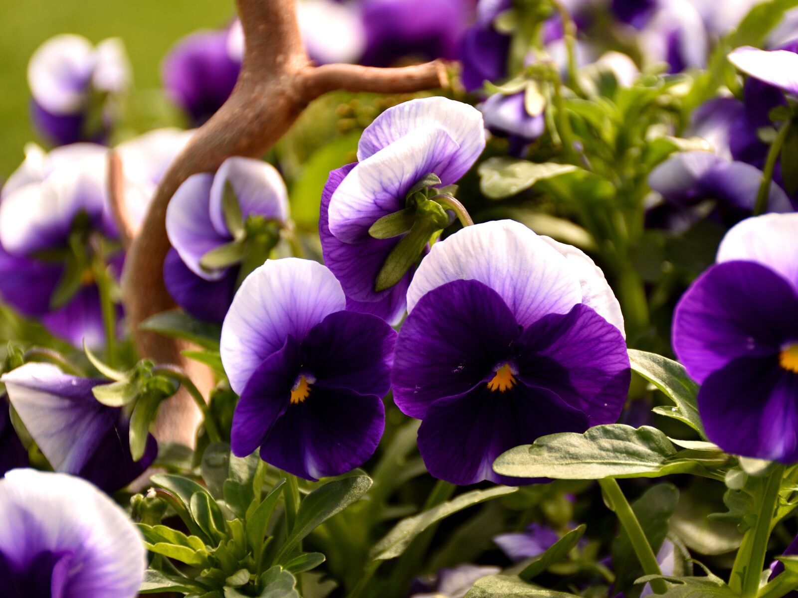 Nikon D5500 sample photo. Violet, pansy, spring flower photography