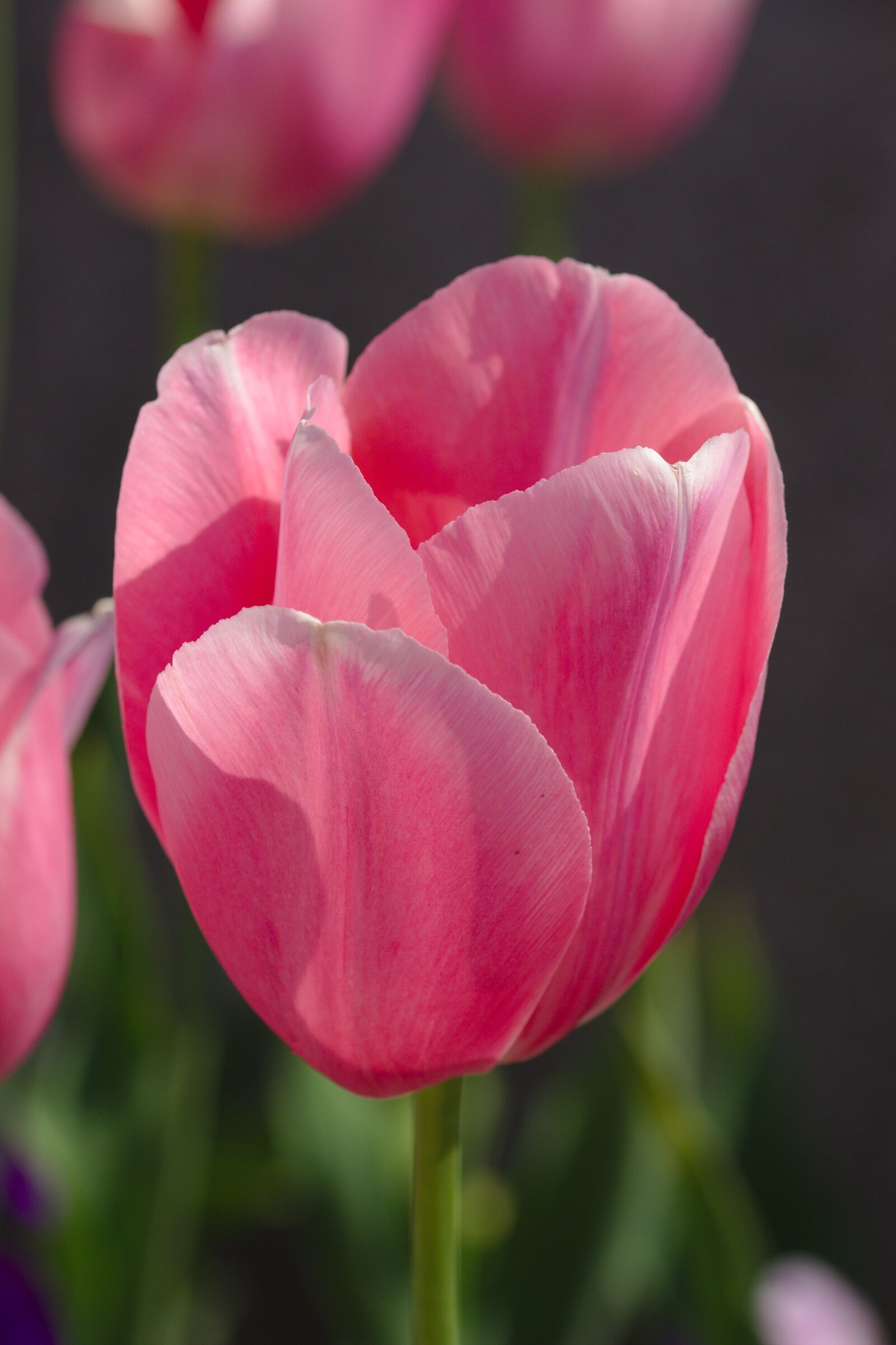 Canon EOS 600D (Rebel EOS T3i / EOS Kiss X5) sample photo. Tulips, pink, nature photography