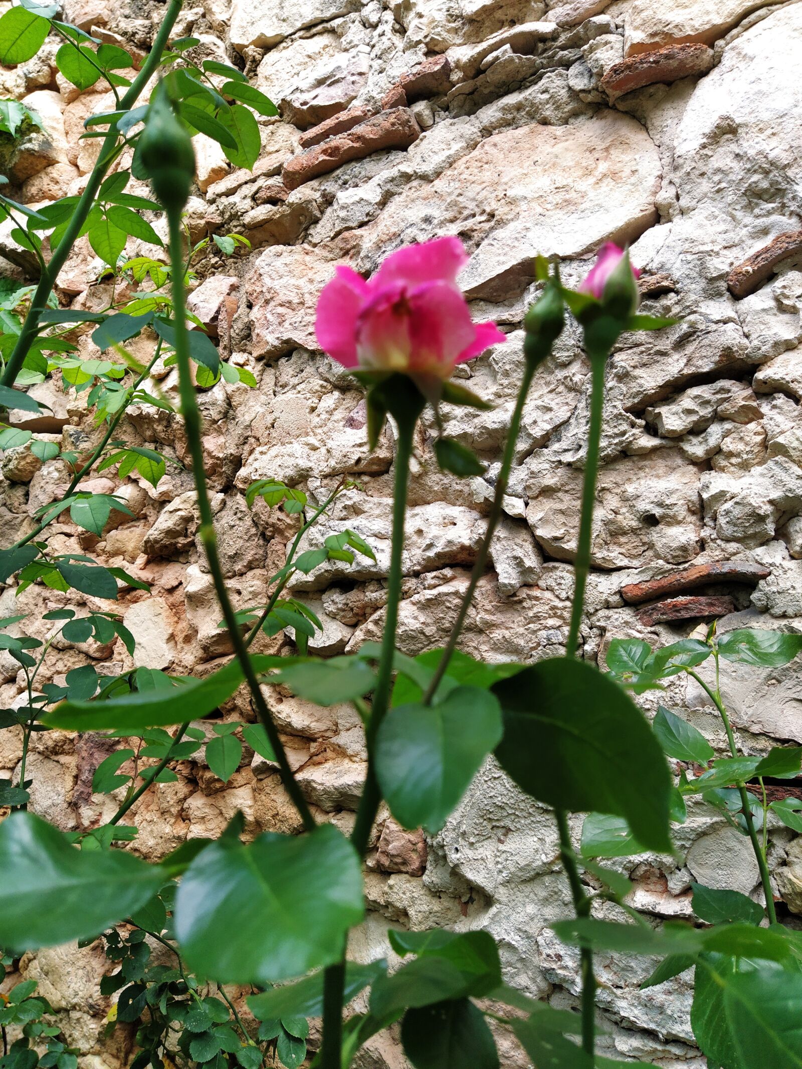 Xiaomi Mi A3 sample photo. Red rose, garden, rosebush photography