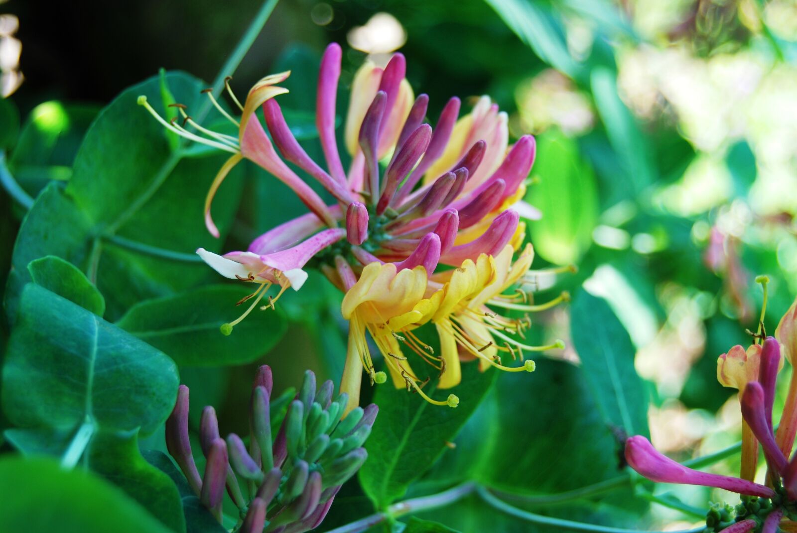 Nikon D40X sample photo. Honeysuckle, flowers, intense color photography