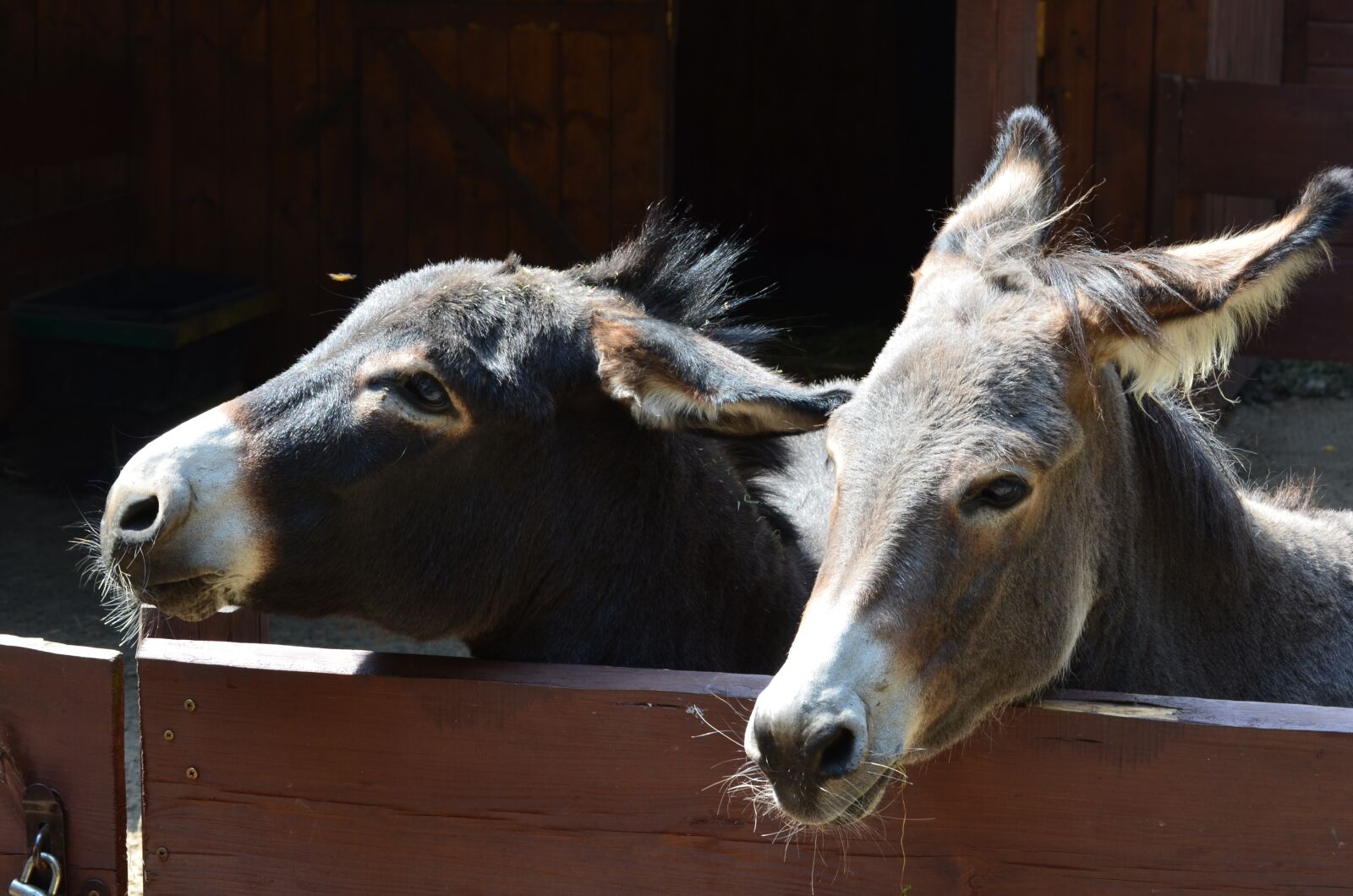 Nikon D5100 sample photo. Ass, animal, zoo photography