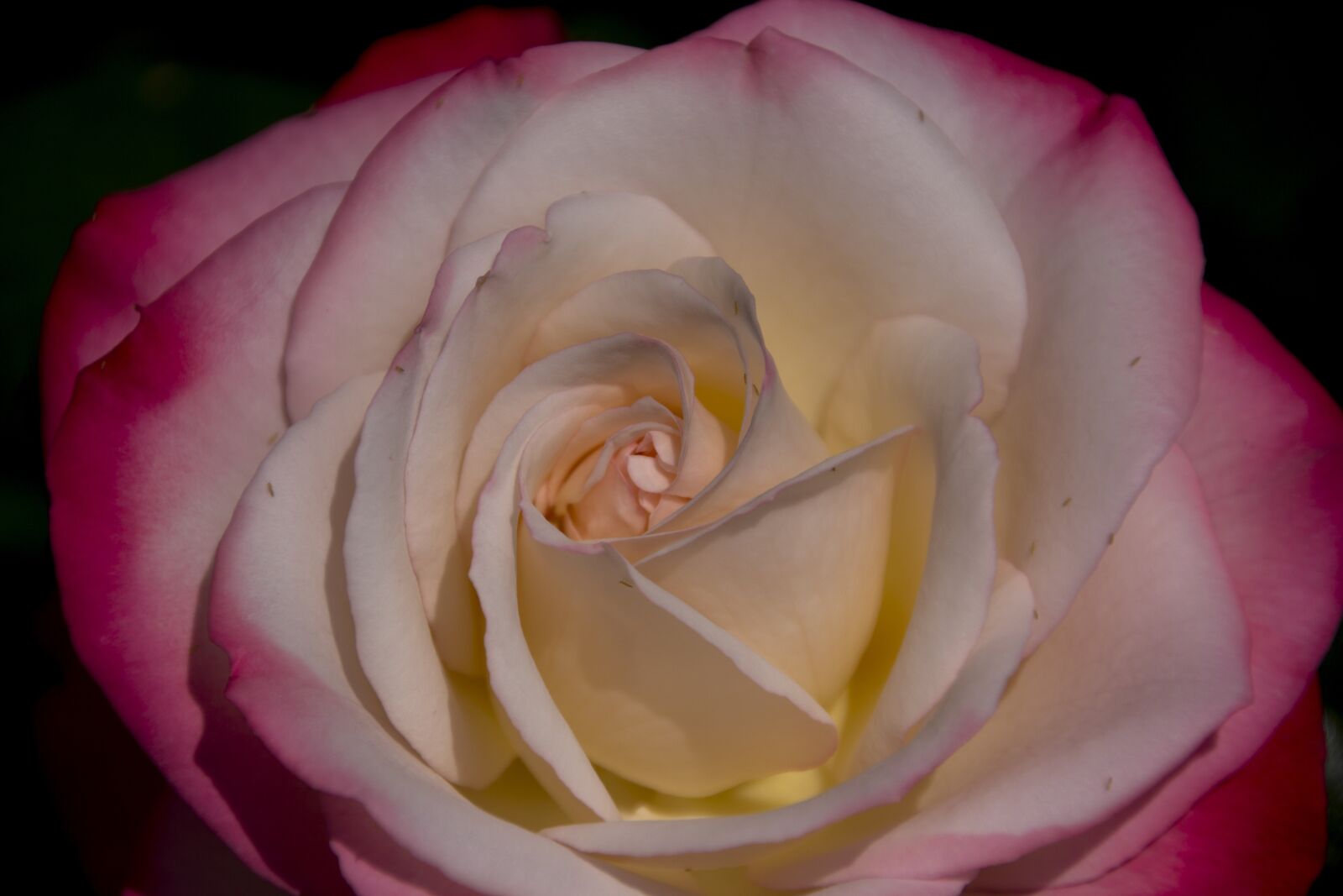 Canon EOS 60D sample photo. Rose, flower, garden photography