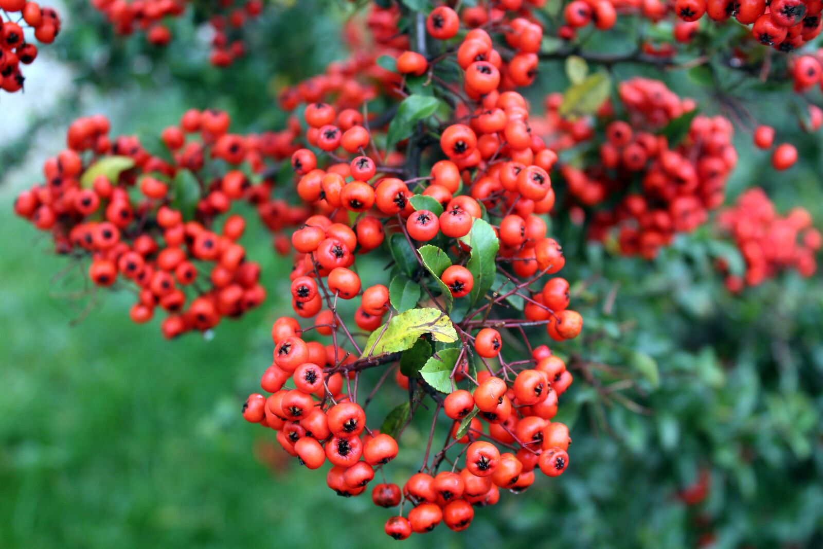 Canon EOS 1200D (EOS Rebel T5 / EOS Kiss X70 / EOS Hi) sample photo. Light, bush, red fruits photography